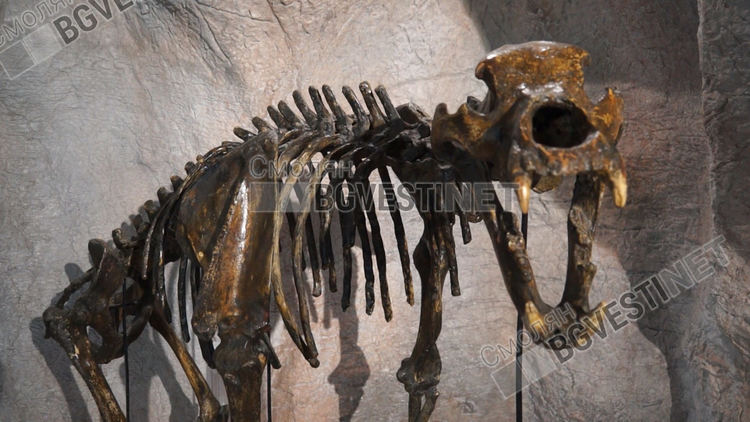 Кост на леопард от ледниковата епоха е гордостта на Музея на родопския карст 