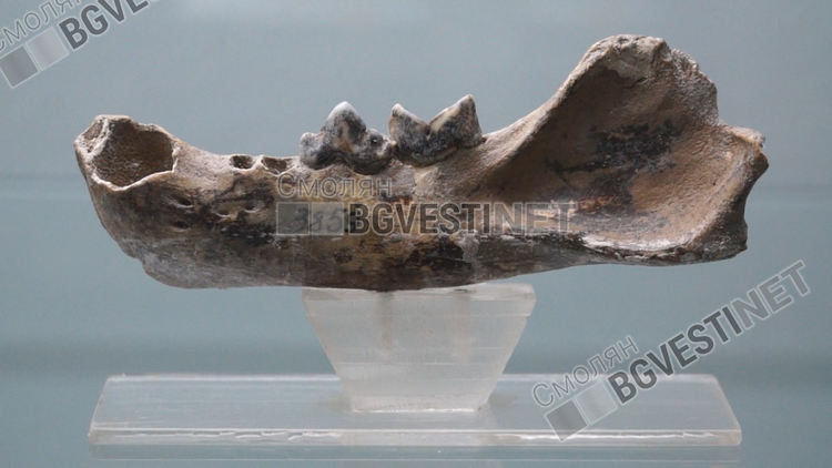 Кост на леопард от ледниковата епоха е гордостта на Музея на родопския карст 