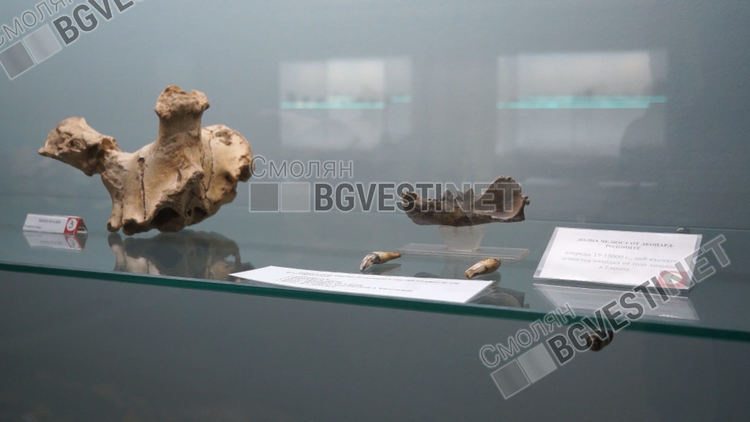 Кост на леопард от ледниковата епоха е гордостта на Музея на родопския карст 