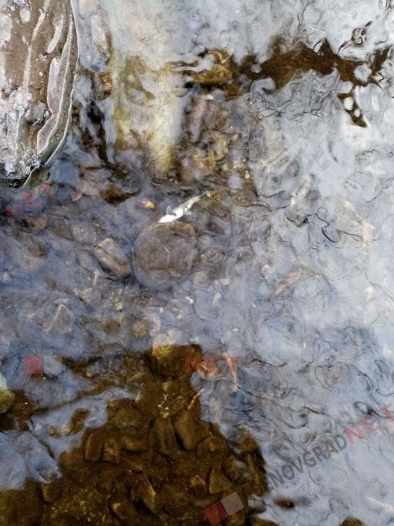 Сигнал за замърсяваване и мъртва риба в участък от Чая