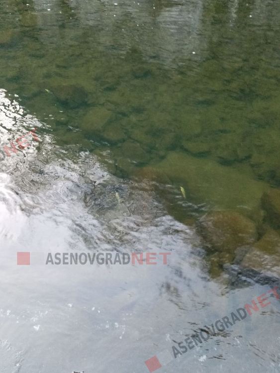Сигнал за замърсяваване и мъртва риба в участък от Чая