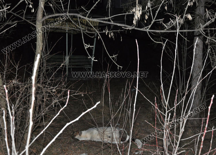 Намериха мъртви кучета в Хасково, предполагат отравяне