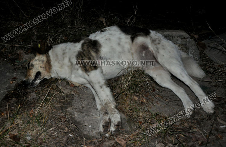 Намериха мъртви кучета в Хасково, предполагат отравяне