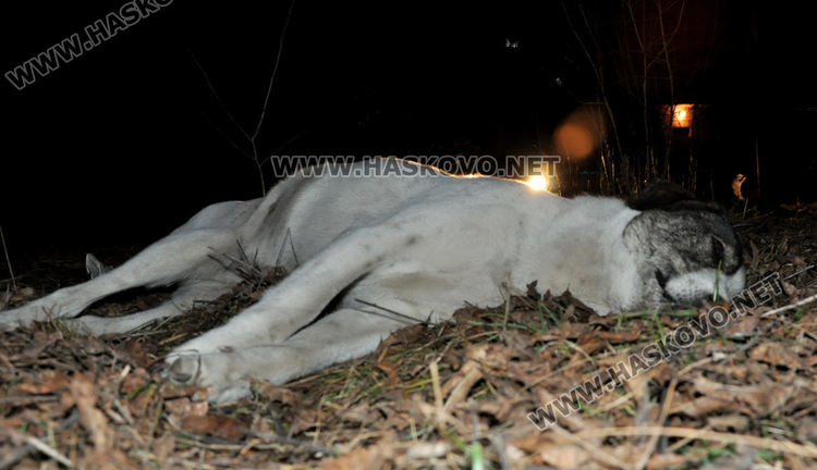 Намериха мъртви кучета в Хасково, предполагат отравяне