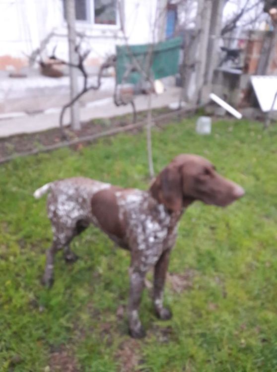 Издирва се курцхаар