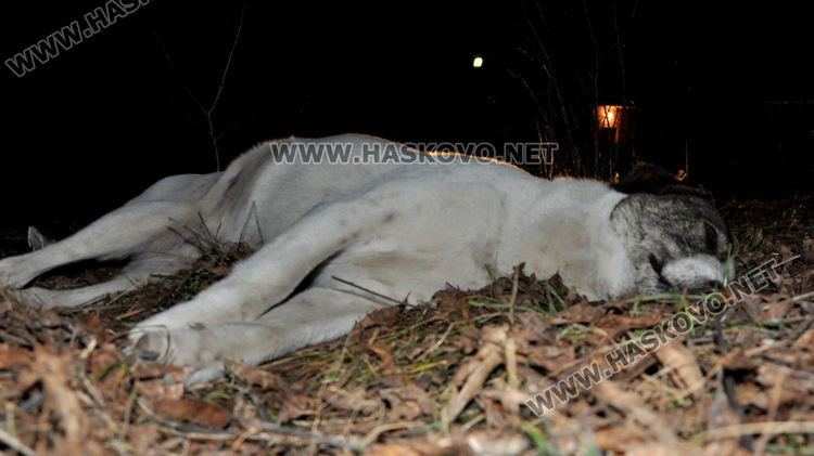 Намериха мъртви кучета в Хасково, предполагат отравяне