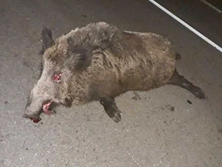 "Баварец" с точен мерник, тръшна две диви прасета на пътя до Петелово