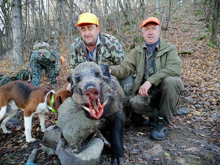Ловците в Кърджалийско си отстреляха на диви прасета, падат и трофеи