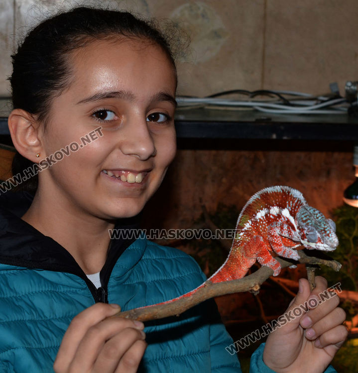 Най-отровните змии на изложба в Хасково