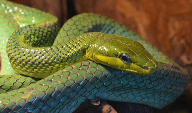 Най-отровните змии на изложба в Хасково