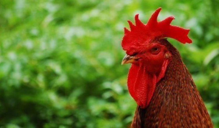 Петльовден е, на Зимна Богородица празнуват синовете