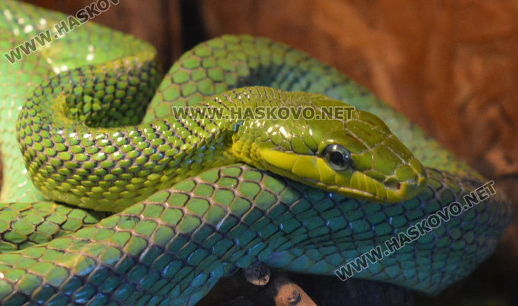 Най-отровните змии на изложба в Хасково