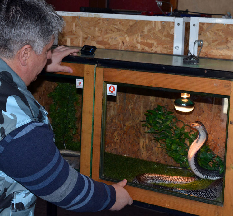Най-отровните змии на изложба в Хасково