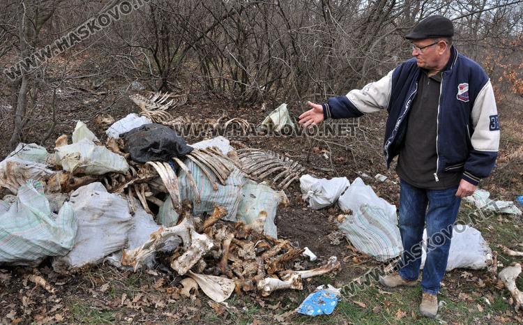 Купища животински кости и автомобилни части изхвърлени край Конуш