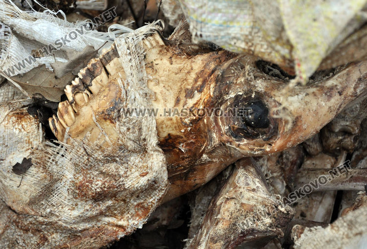 Купища животински кости и автомобилни части изхвърлени край Конуш