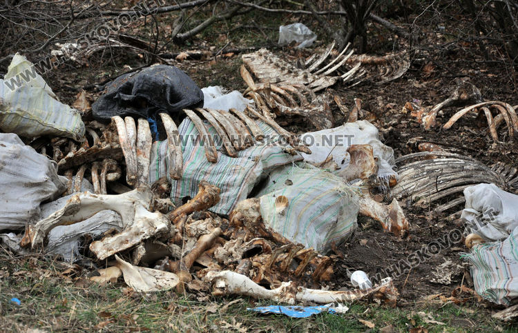 Купища животински кости и автомобилни части изхвърлени край Конуш