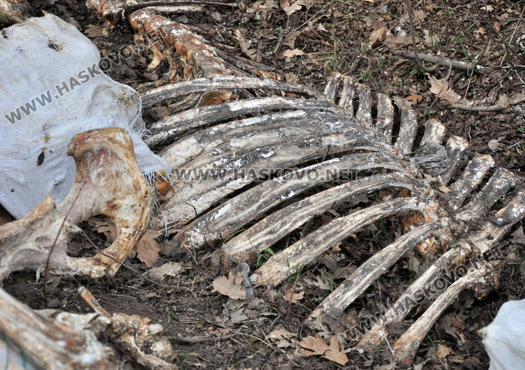 Купища животински кости и автомобилни части изхвърлени край Конуш