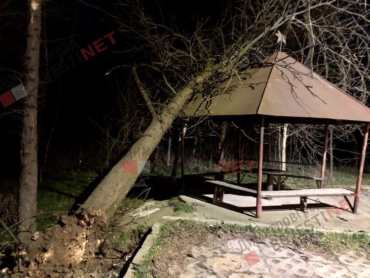 Силният вятър изкорени дърво в Димитровград, падна върху беседка