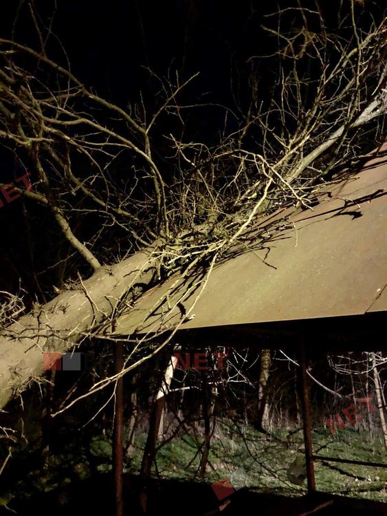 Силният вятър изкорени дърво в Димитровград, падна върху беседка