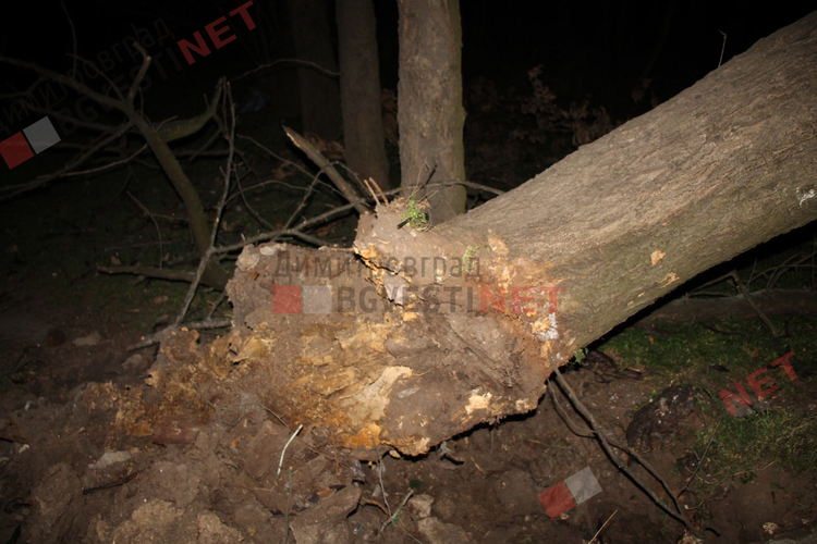 Силният вятър изкорени дърво в Димитровград, падна върху беседка