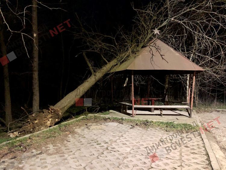 Силният вятър изкорени дърво в Димитровград, падна върху беседка