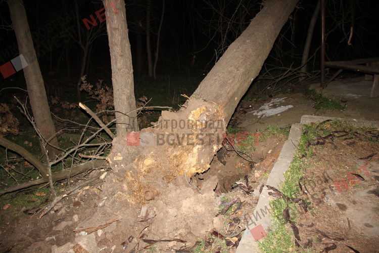 Силният вятър изкорени дърво в Димитровград, падна върху беседка
