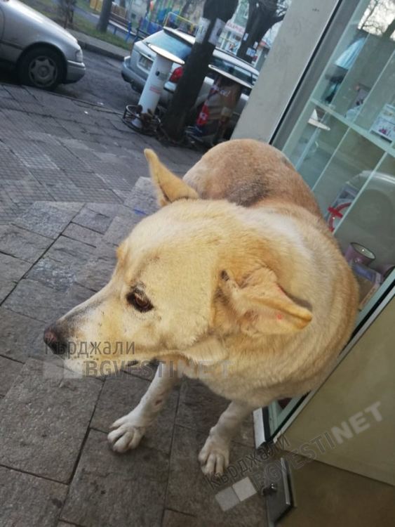 Доброволци събират 350 лева за лечението на бездомно куче