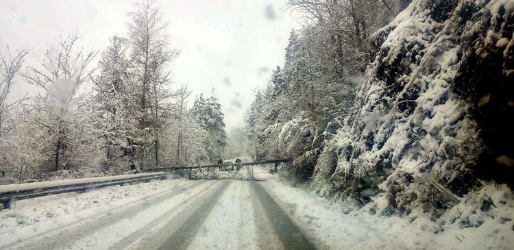 Нарастват сигналите за паднали на пътното платно дървета, сн. Albert Ivanov