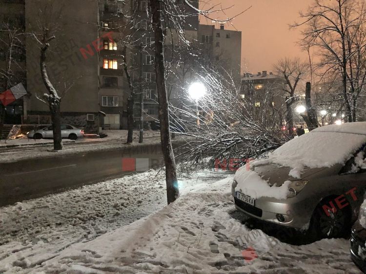 Снегът повали дърво върху тротоар в Димитровград