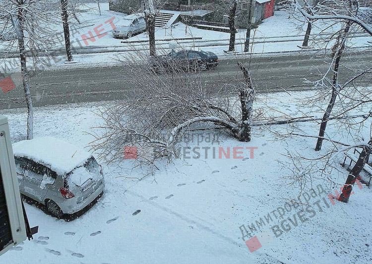 Снегът повали дърво върху тротоар в Димитровград