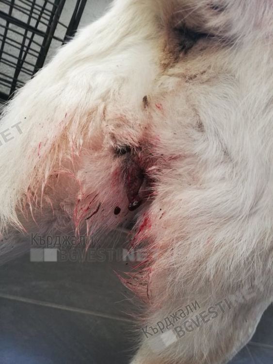 Доброволци събират 350 лева за лечението на бездомно куче