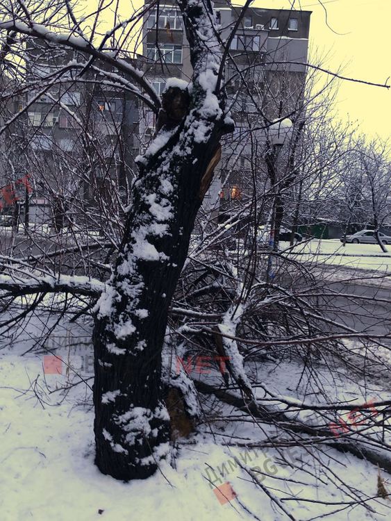 Снегът повали дърво върху тротоар в Димитровград