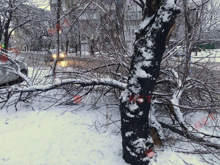 Снегът повали дърво върху тротоар в Димитровград