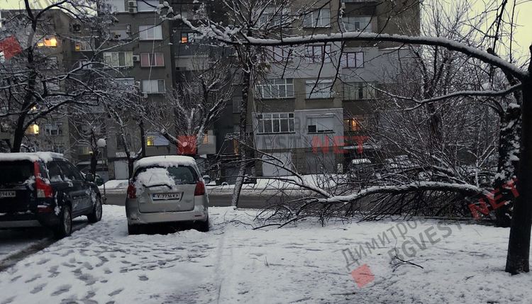 Снегът повали дърво върху тротоар в Димитровград