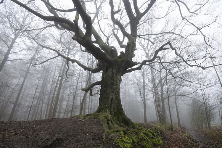 Дървото на вещицата /обикновен бук/, сн:Rob Visser