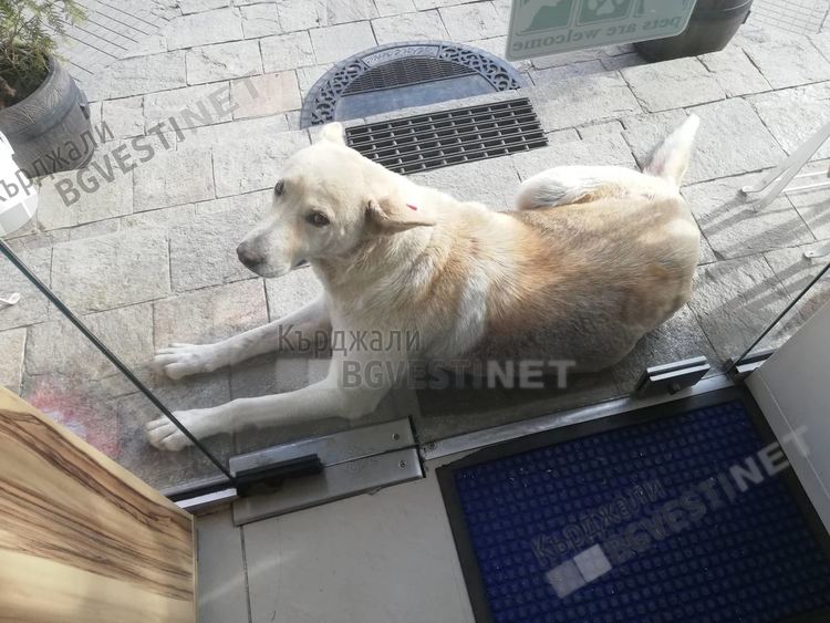 Доброволци събират 350 лева за лечението на бездомно куче