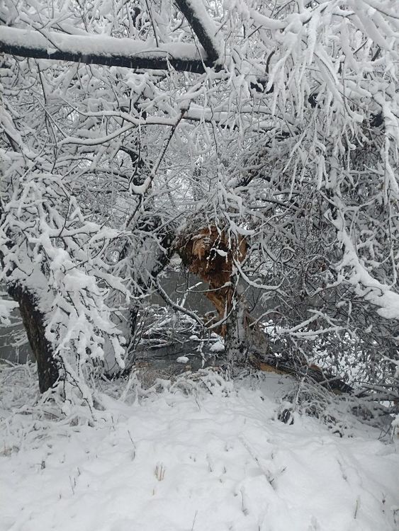 Тежка зимна обстановка в Смолянско: подадени са стотици сигнали, десетки закъсали автомобили, 40 см. нов сняг