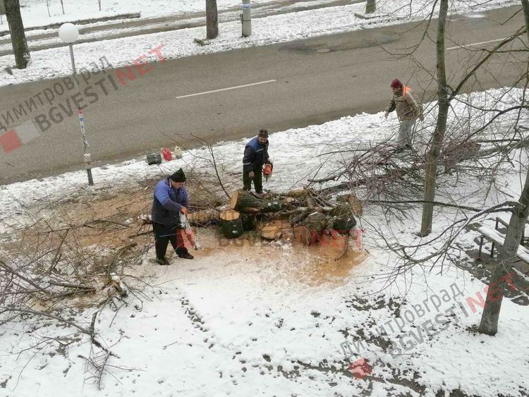 Рано сутринта премахнаха падналото от снега дърво