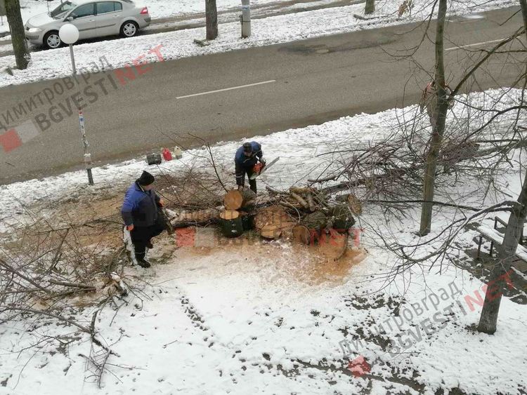 Рано сутринта премахнаха падналото от снега дърво