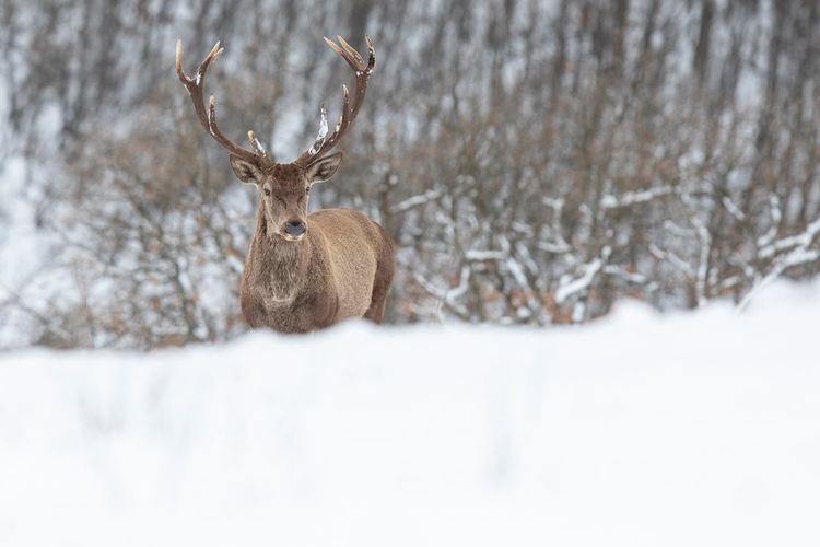Сн: Стефан Аврамов