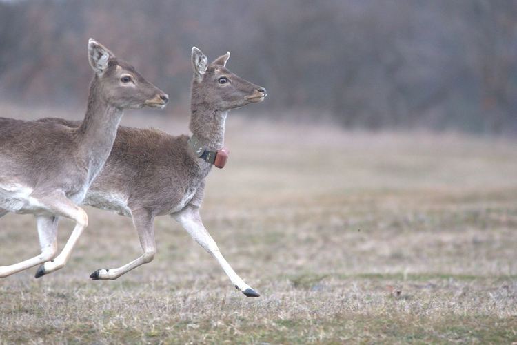 14 елени лопатари са на свобода в Източните Родопи