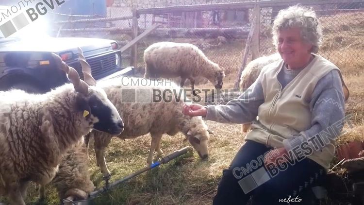 Вместо на внуци Венета се радва на овена Гого!