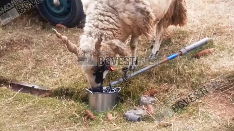 Овенът Гого с рога на чауш.