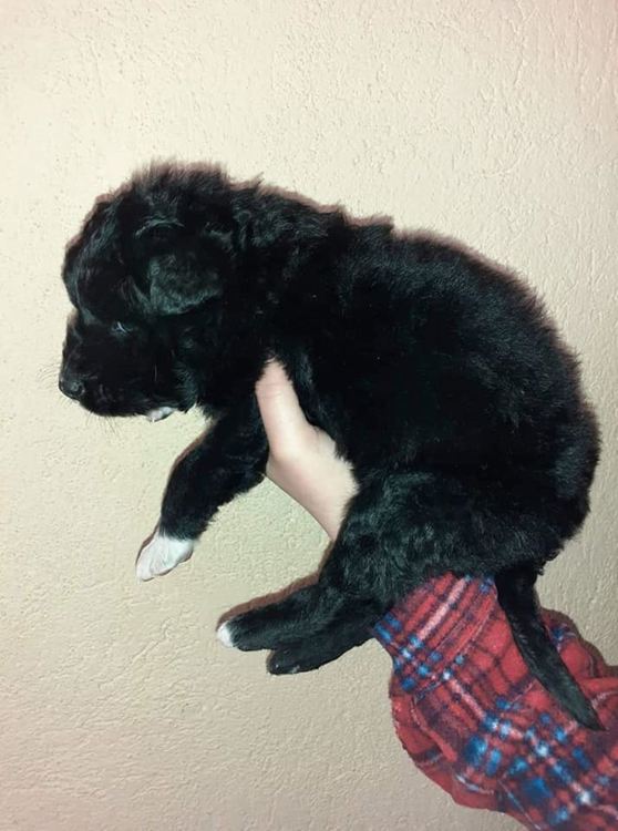 Спешно се търси дом за бебето Чарли!