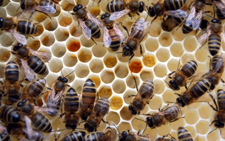 От 24 февруари отварят новата пчеларска програма