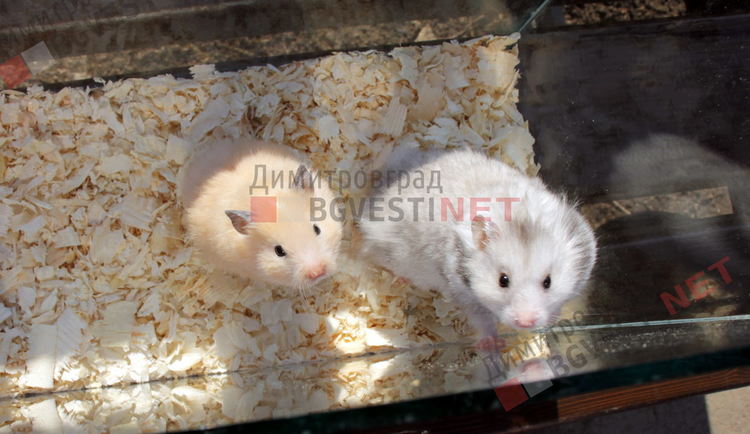 "Детето на годината" продаде хамстерите си в помощ на Михаела, но ще се грижи за тях докато Михаела оздравее