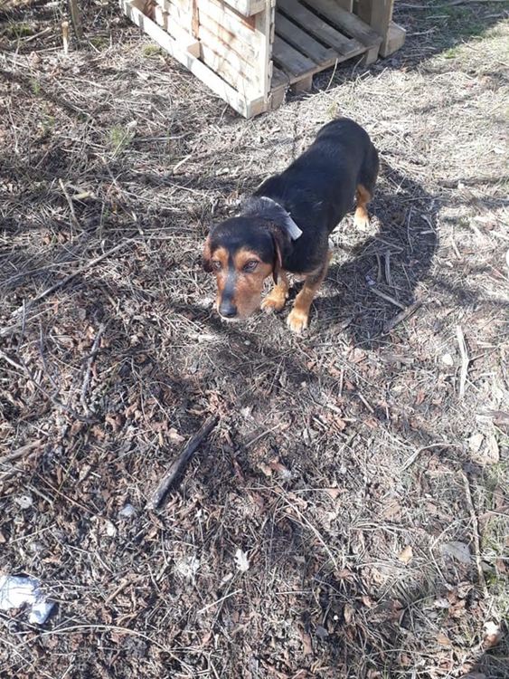 Зов за помощ от зоодоброволци в Девин: "Подарете ни дървени къщички за бездомни кучета в приюта, броят им расте!"