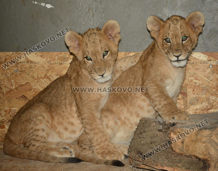  Търсят кръстници за две малки лъвчета в хасковския зоопарк