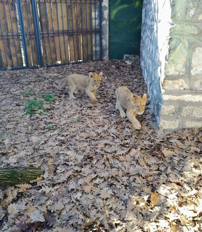  Търсят кръстници за две малки лъвчета в хасковския зоопарк