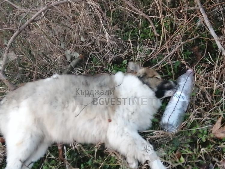 Гробница за отровени кучета край Кърджали,  изхвърлят овъглени трупове на бездомни животни